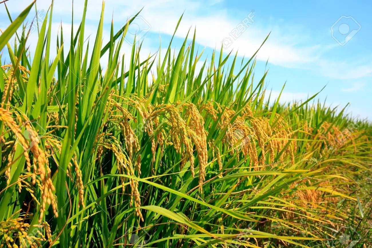 Future Harvest