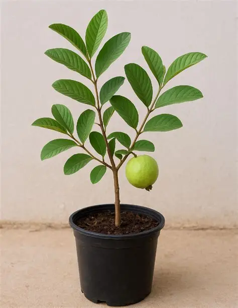 Healthy & Grafted Guava Plants (බද්ධ කළ පේර පැළ)
