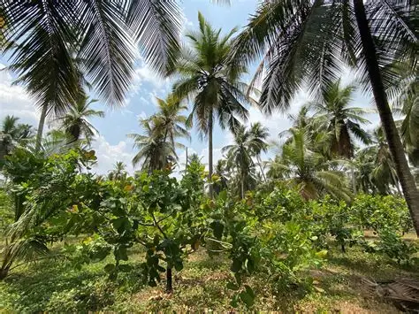 2 Acers Arable Land in Kinigama Bandarawela
